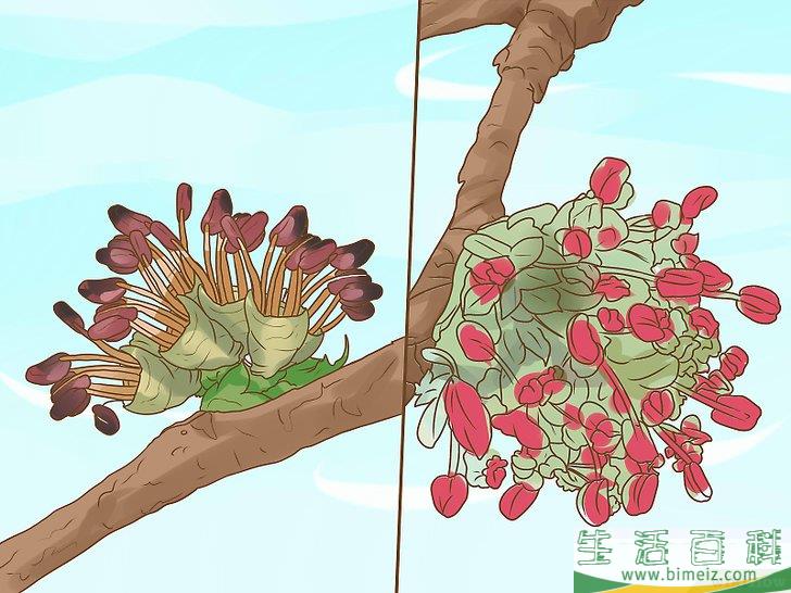 怎么辨别榆树