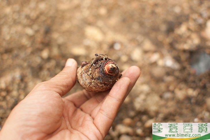 怎么栽种姑婆芋