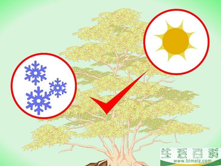 怎么修剪日本枫树