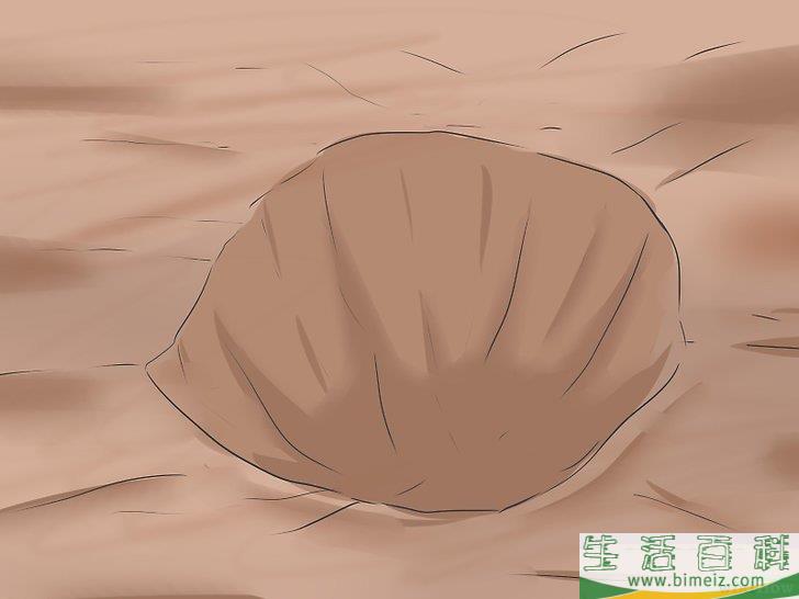 怎么种植向日葵种子