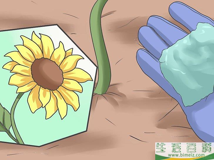 怎么种植向日葵种子