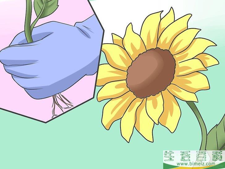 怎么种植向日葵种子