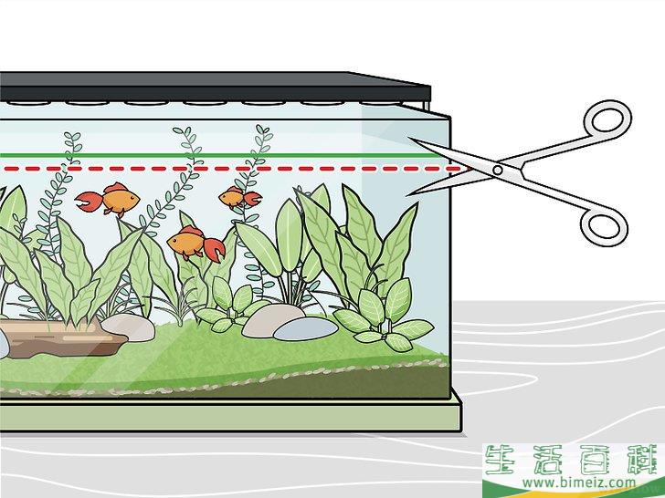 怎么种植淡水水族箱植物