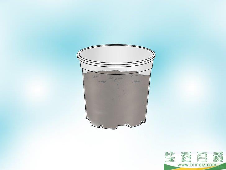 怎么种植捕蝇草