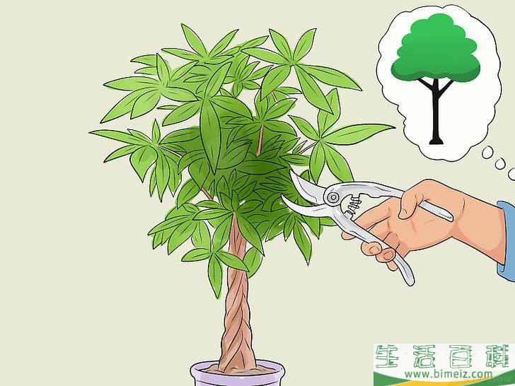 怎么照料招财树