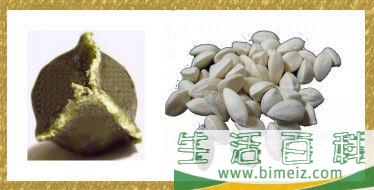 怎么种植辣木树