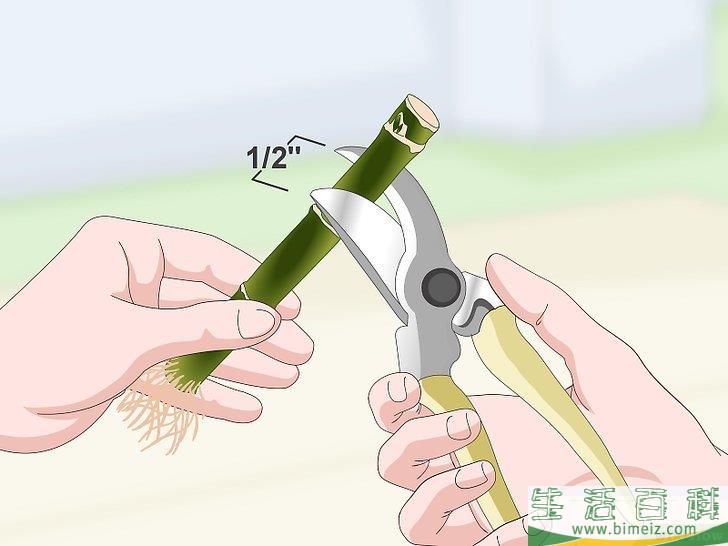 怎么繁殖富贵竹