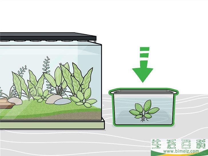 怎么种植淡水水族箱植物