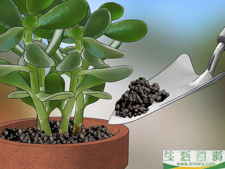 怎么除去粉虱