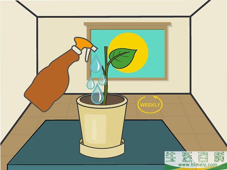怎么在室内种植柠檬树