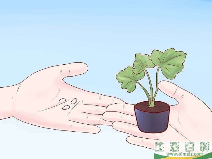 怎么种植西葫芦