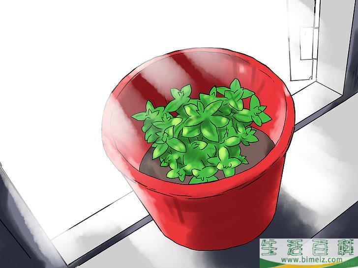 怎么在花盆里种植薄荷