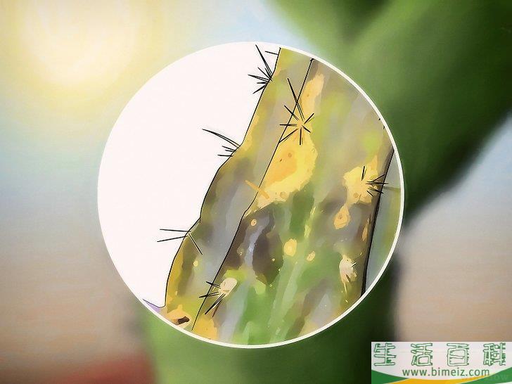 怎么挽救干枯的仙人掌
