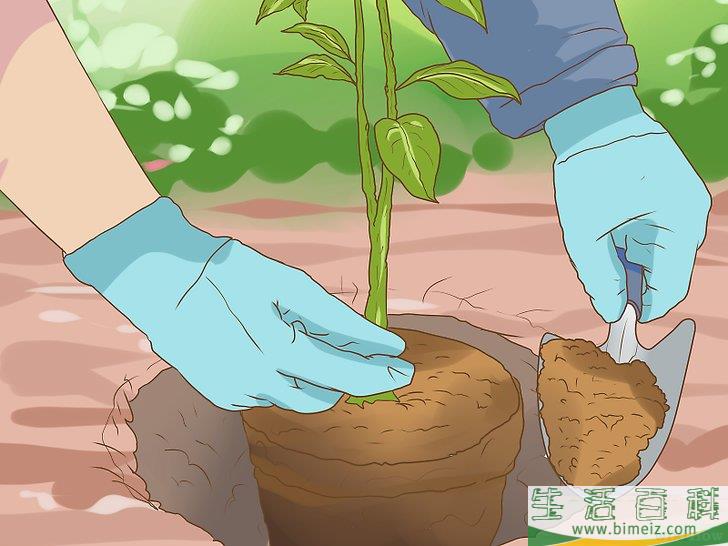 怎么促使橘籽发芽