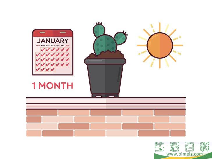 怎么在室内种植仙人掌