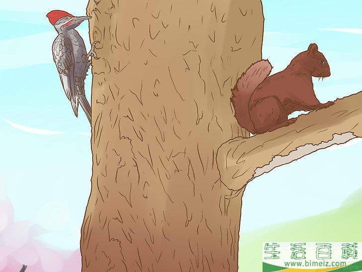 怎么辨别榆树