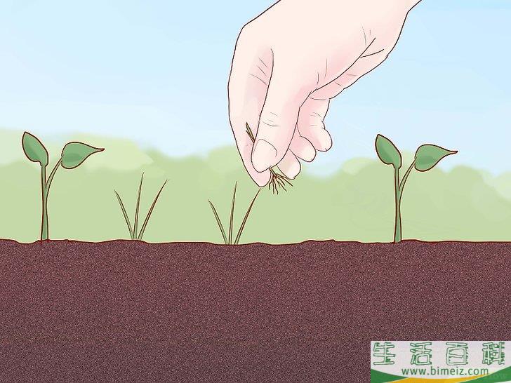 怎么种植西葫芦