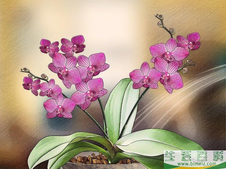 怎么让兰花开花