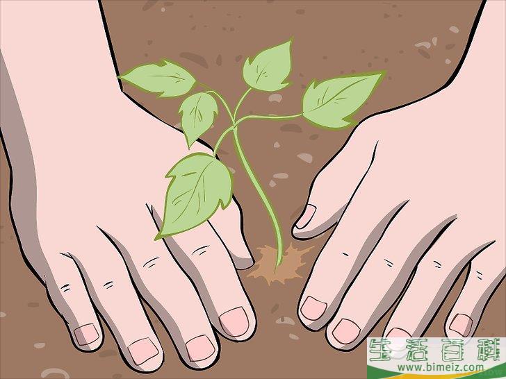 怎么种植树莓
