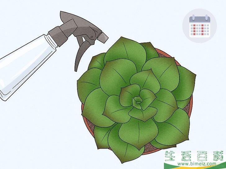 怎么给多肉植物浇水