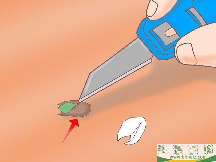 怎么从种子开始种植柠檬