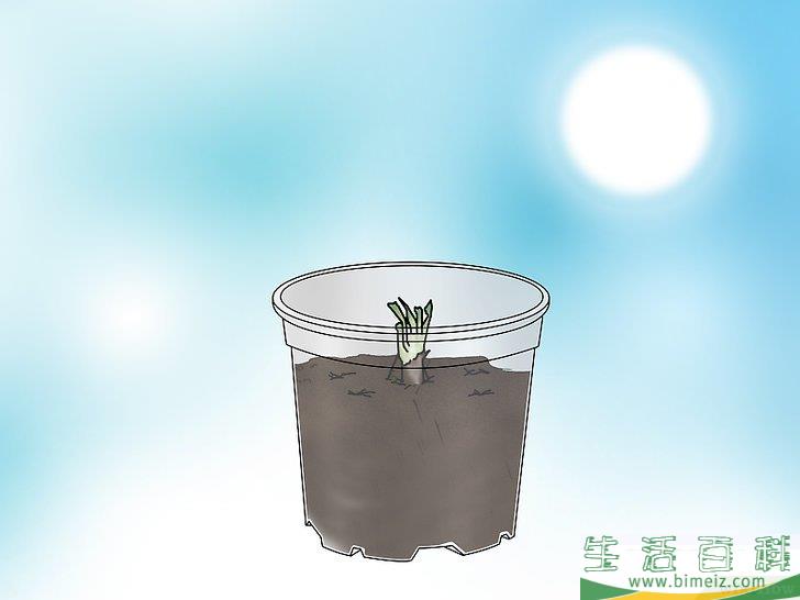 怎么种植捕蝇草