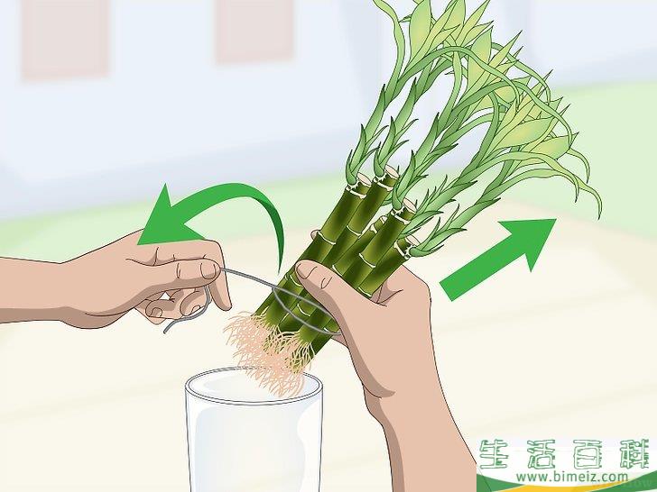 怎么繁殖富贵竹