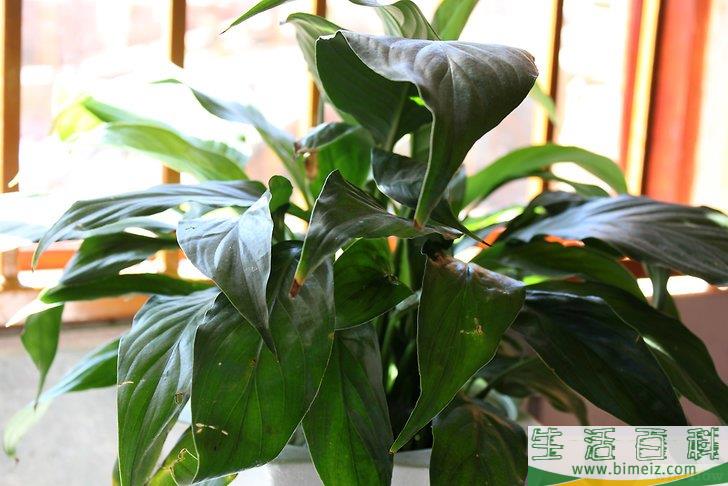 怎么护理室内植物