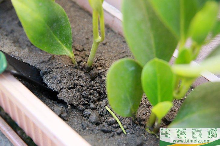 怎么挽救浇了太多水的植物
