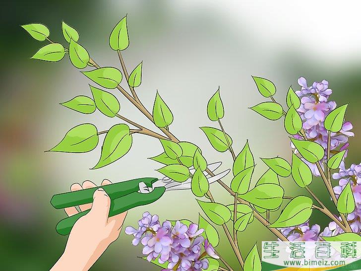 怎么修剪紫丁香