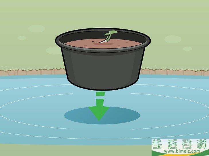 怎么种植莲花
