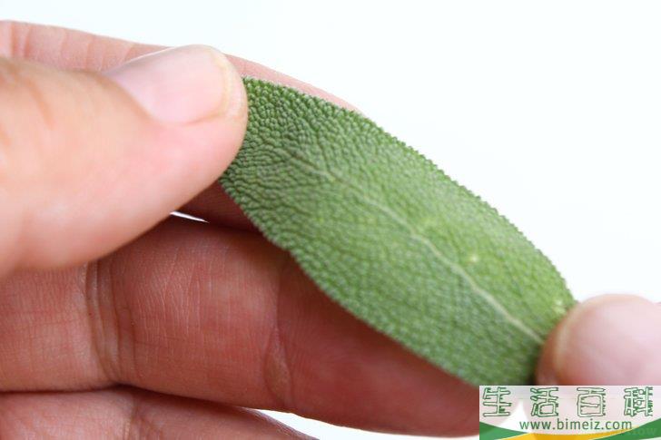 怎么得到干燥的鼠尾草