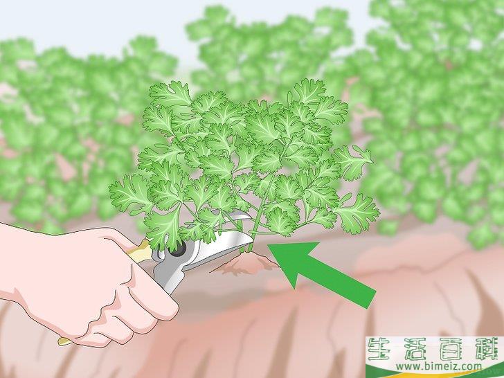 怎么修剪香菜