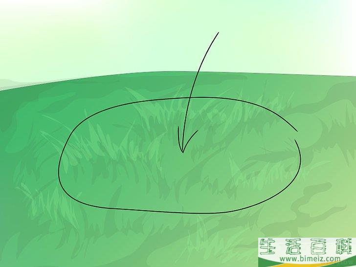 怎么种植野花