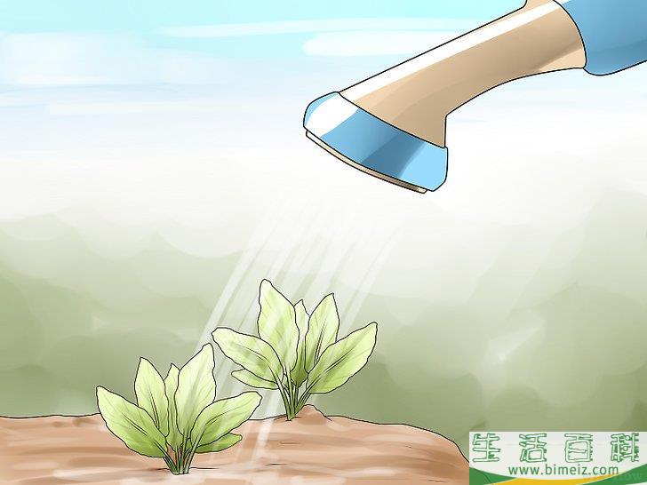 怎么选择给花园浇水的最佳时间