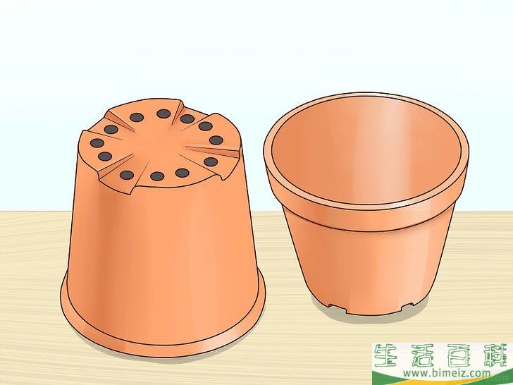 怎么从枣核开始培植椰枣树