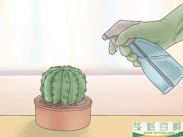 怎么照料植物