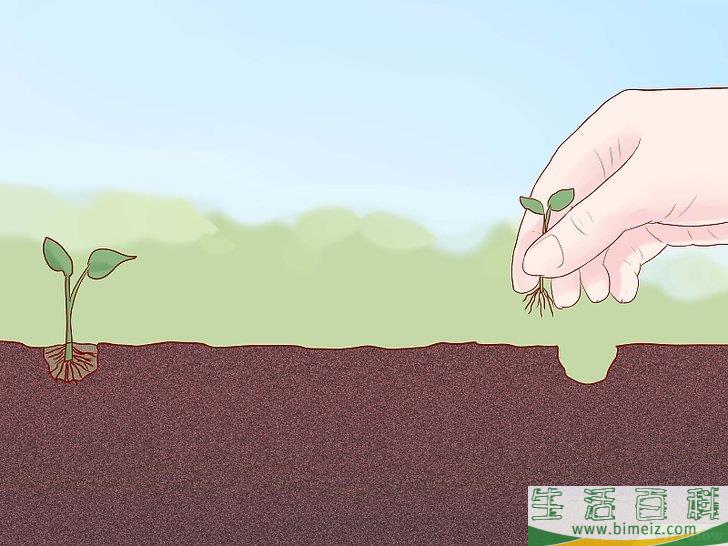 怎么种植西葫芦