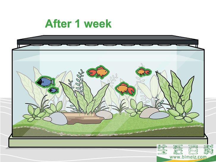 怎么种植淡水水族箱植物