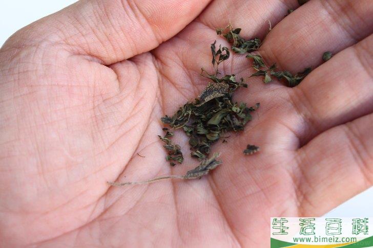 怎么得到干燥的鼠尾草