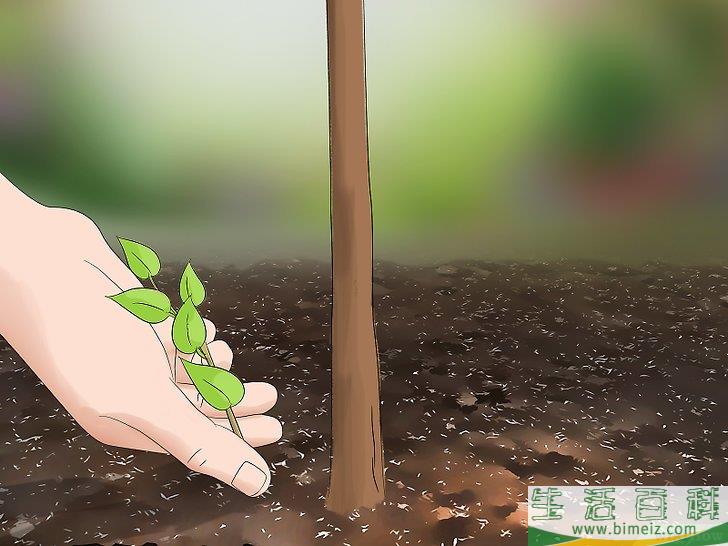 怎么修剪紫丁香