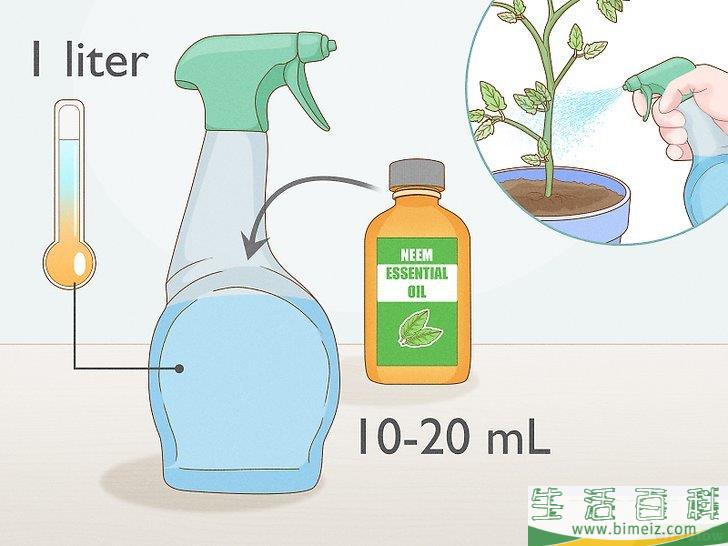 怎么通过自然的方法消灭红蜘蛛
