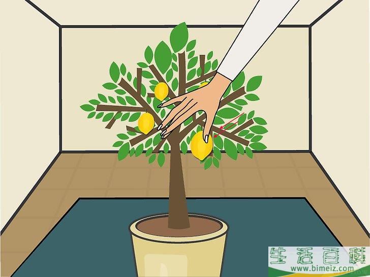 怎么在室内种植柠檬树