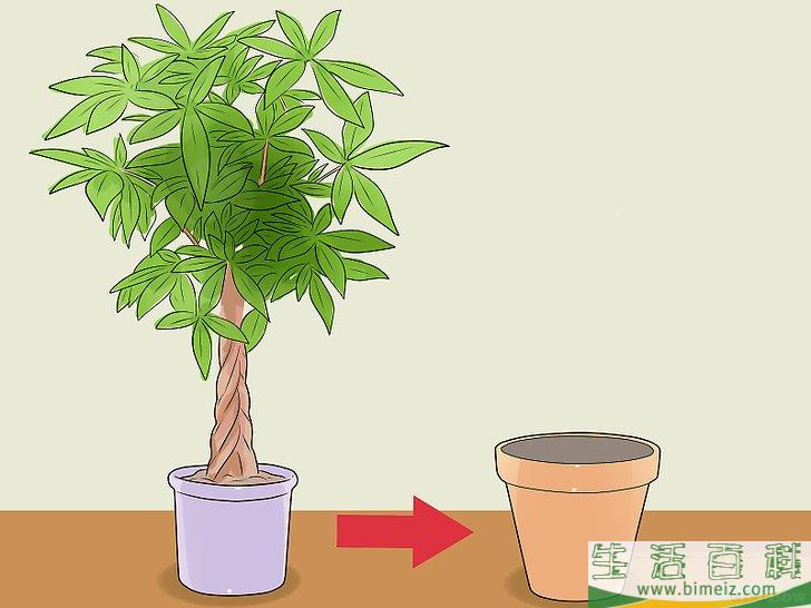 怎么照料招财树