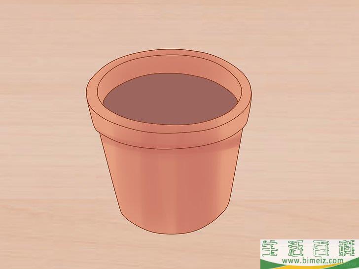 怎么照料石斛兰