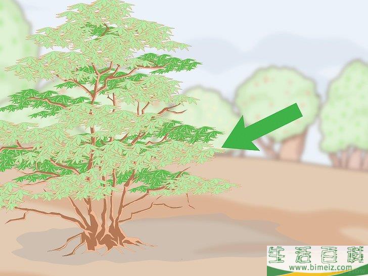 怎么种植檀香树
