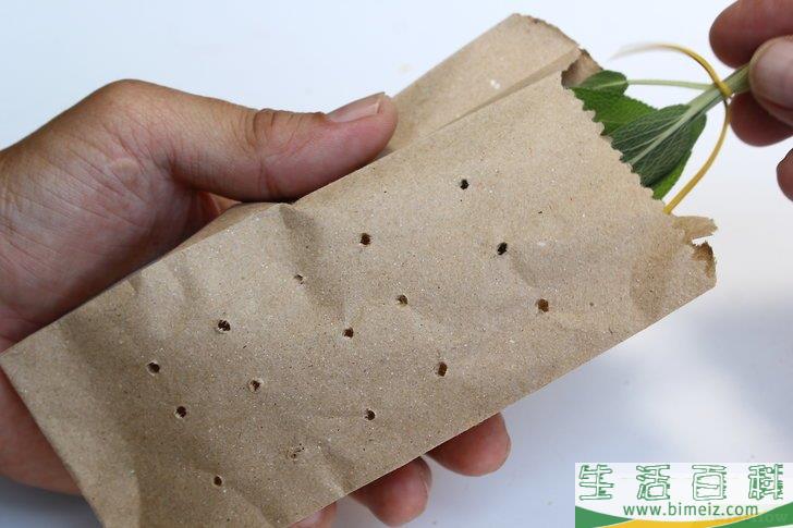 怎么得到干燥的鼠尾草