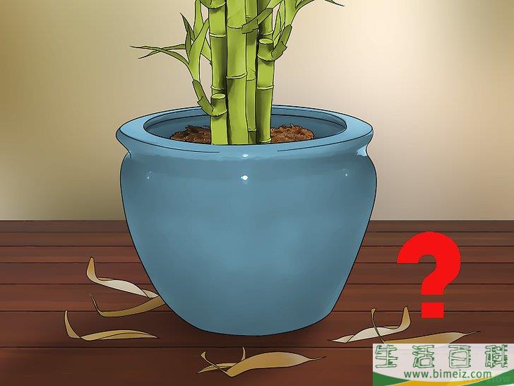 怎么在室内栽培竹子