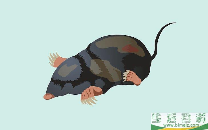 怎么摆脱草坪上的鼹鼠