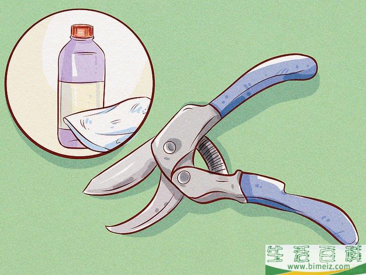 怎么给锦带花修枝